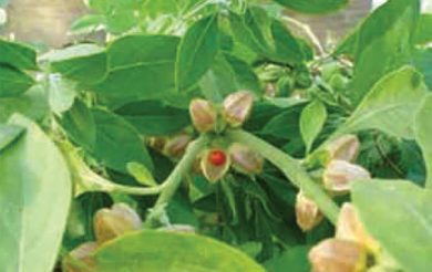 Ashwagandha  An armour against diseases