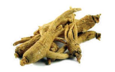 Booti Of The Month : Panax Ginseng