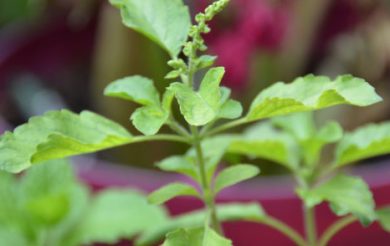 Booti of the Month : Tulsi