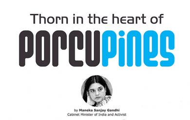 Thorn in the heart of Porcupines