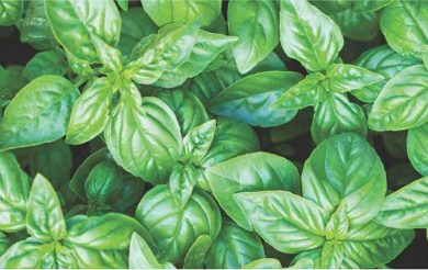 Holy Basil: A Divine Herb