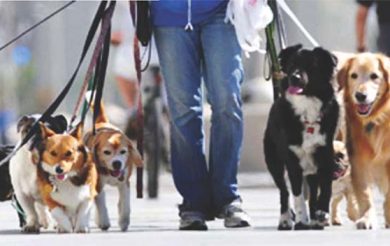 When Young people join dog walking companies