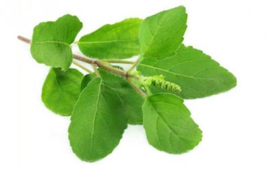 Tulsi: Elixir of Life