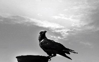 Imagine our Life without Crows