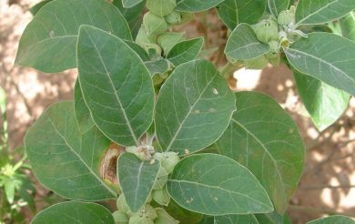 Ashwagandha to help in fighting Corona,claims IIT research