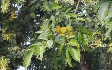 Researchers pave the way for development of pancreatic cancer drug  from  leaves of white cedar