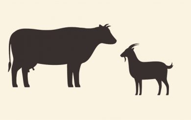 Properties of Cow & Goat Milk