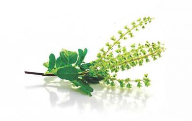 Tulsi Health at no cost