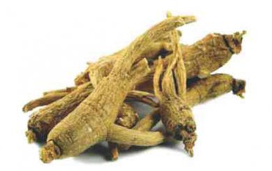 Panax Ginseng