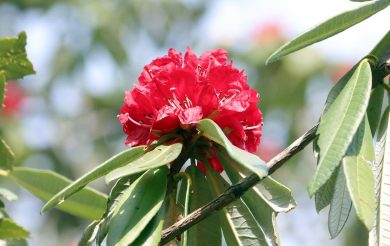 Himalayan flower to help in anti-covid fight